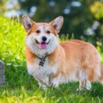 Kalahkan Sifat Manusia, Ini Alasan Anjing Jadi Hewan Paling Setia anjing