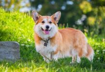 Kalahkan Sifat Manusia, Ini Alasan Anjing Jadi Hewan Paling Setia anjing