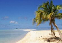 Kenapa di Pantai Banyak Pohon Kelapa?