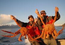Kepiting Raja Alaska: Harga Sebanding dengan Perjuangan alaska