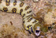 Belut Laut: Mengenal Hewan dengan Sejumlah Fakta Unik belut laut