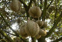 6 Durian Paling Enak dan Populer di Dunia durian