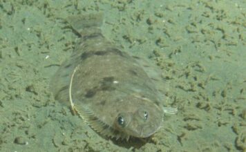 Ikan Sebelah: Ikan Unik yang Melegenda ikan sebelah