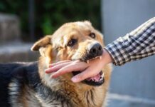 Kenali Rabies “Penyakit Anjing Gila” yang Mematikan rabies