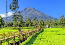 Kebun Teh Sikatok Wonosobo kebun teh
