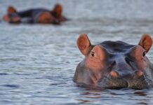 Kuda Nil: Fakta Hewan Darat Terbesar di Dunia kuda nil