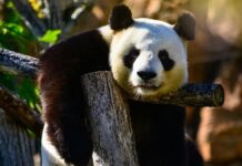 Panda: Hewan Lucu yang Hidup untuk Makan panda