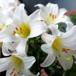 Berasal Dari Susu, Ini Arti Bunga Lili Sesuai Warnanya! Home