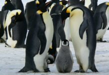 Pinguin: Mengapa Warnanya Hitam dan Putih? pinguin