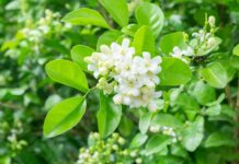 Selalu Jadi Hiasan Pengantin Jawa, Ini Makna Bunga Melati