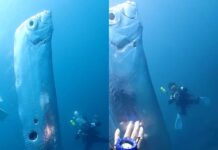 Oarfish: Kenapa Dijuluki Ikan Kiamat? oarfish