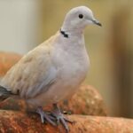 Bikin Merinding, Ini Mitos Burung Perkutut burung perkutut