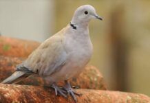 Bikin Merinding, Ini Mitos Burung Perkutut burung perkutut