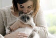 Alergi Bulu Kucing, Bagaimana Cara Mencegahnya? bulu kucing