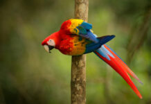 Burung Beo: Mampu Meniru Suara Manusia Hingga Mampu Atraksi burung beo