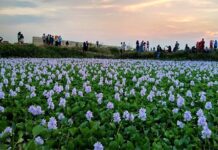 Eceng Gondok: Fakta Tanaman yang Sering Dianggap Gulma eceng gondok