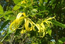 Bunga Kenanga: Bunga Kuning Penuh Filosofi bunga kenanga