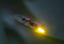 Kunang-kunang: Hewan Mungil yang Bercahaya kunang