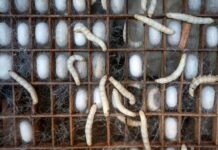 Di Balik Lembut dan Mahalnya Kain Sutra kain sutra