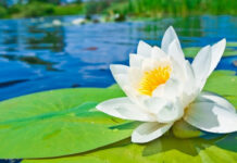 Jadi Lambang Kebudayaan, Ini Makna Bunga Teratai bunga teratai