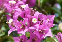 Bunga Bougenville: Datangkan Dampak Buruk Bagi Pemilik Rumah