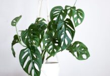 Asal Usul Penamaan Tanaman Hias ‘Janda Bolong’ janda bolong