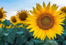 Unik Selalu Ikuti Pergerakan Matahari, Ini Sejarah Bunga Matahari matahari