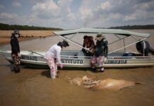 120 Bangkai Lumba-Lumba Mengambang di Sungai Amazon