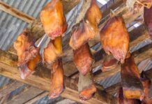 Hakari: Makanan Busuk Hiu Fermentasi dari Islandia