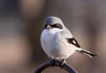 Burung Loggerhead Shrike: Si Kecil yang Sadis Loggerhead Shrike