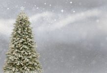 Kenapa Natal Identik dengan Pohon Cemara? natal