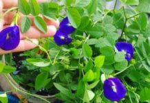 5 Manfaat Bunga Telang untuk Kesehatan Tubuh bunga telang