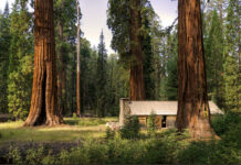 Sequoia Raksasa: Mengenal Pohon Hidup Tertinggi di Dunia sequoia raksasa