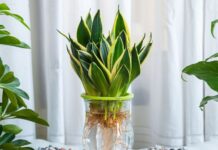 Mengenal Lidah Mertua, Tanaman Penyerap Bau Tak Sedap yang Cocok Untuk Perokok lidah mertua