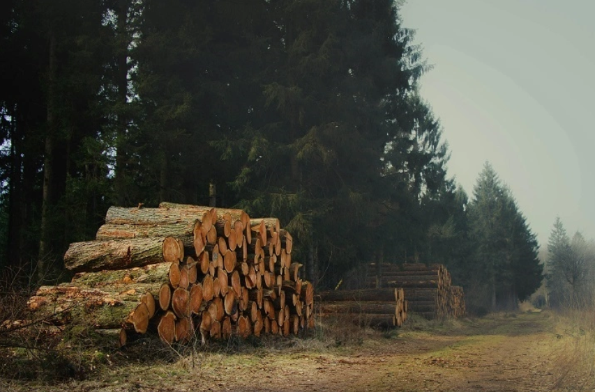 22 Perizinan Pemanfaatan Hutan Akan Dicabut, Buntut Banjir?