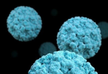 Virus Mematikan, Hantavirus Mulai Terdeteksi di Israel Home