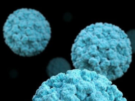 Virus Mematikan, Hantavirus Mulai Terdeteksi di Israel Home