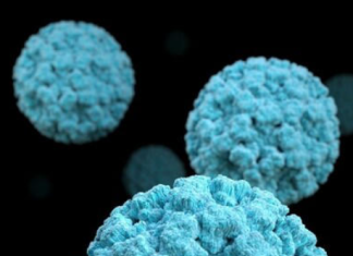 Virus Mematikan, Hantavirus Mulai Terdeteksi di Israel Home